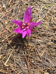 Colchicum bulbocodium