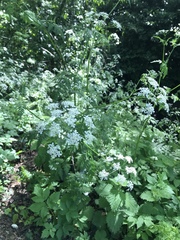 Anthriscus sylvestris