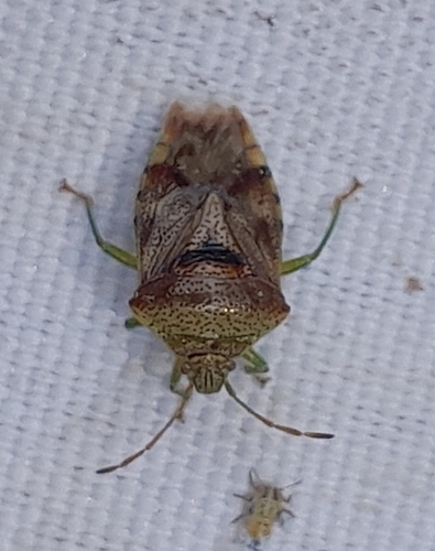 Elasmucha grisea