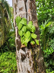 Philodendron hederaceum image