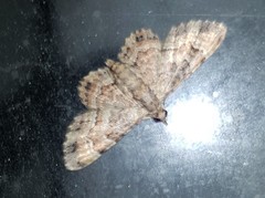Gymnoscelis lophopus
