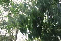 Lithocarpus konishii