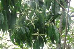 Lithocarpus konishii