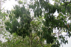 Lithocarpus konishii