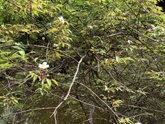 Rosa sericea morrisonensis