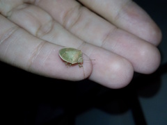 Acrosternum millierei