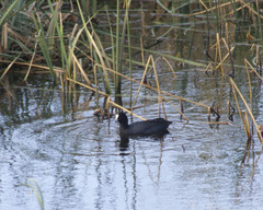 Fulica atra australis