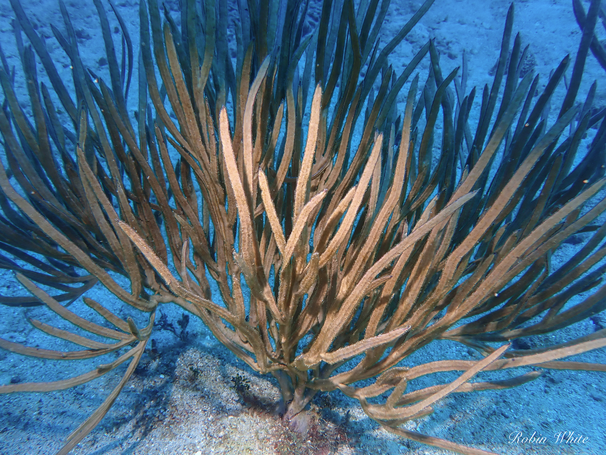 Pterogorgia anceps (Pallas, 1766)