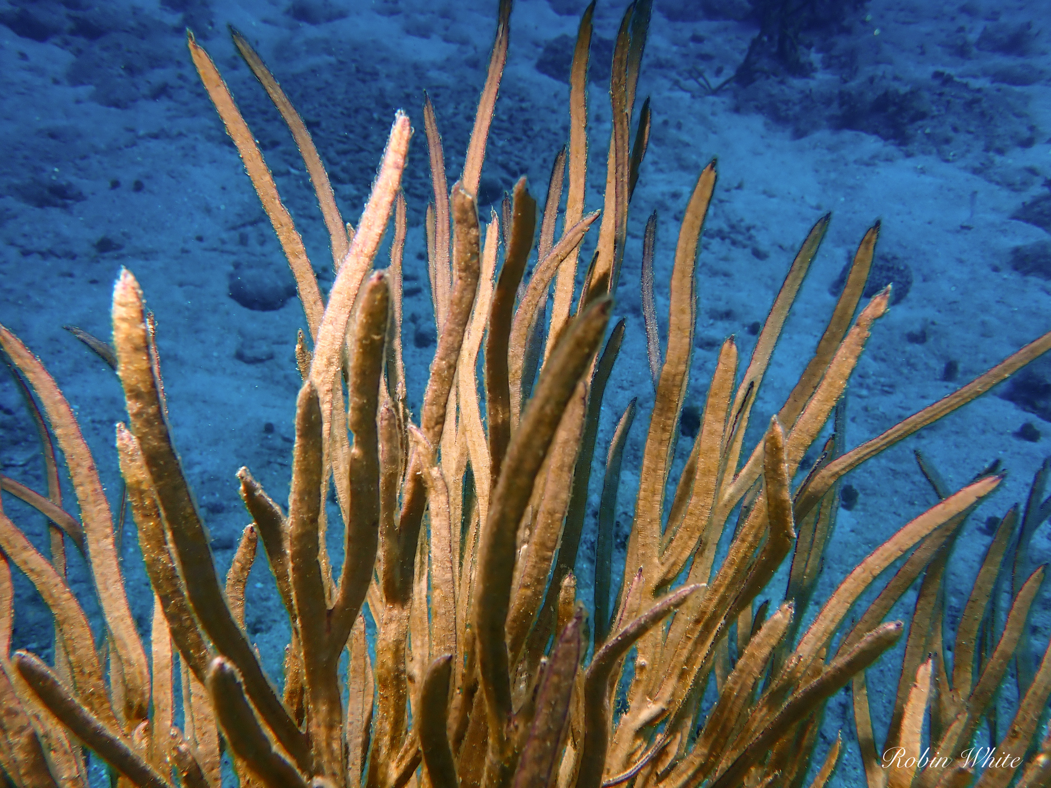 Pterogorgia anceps (Pallas, 1766)