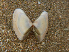 Donacidae