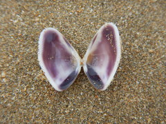 Donacidae