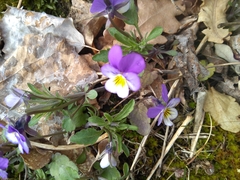 Viola tricolor