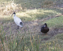 Threskiornis molucca