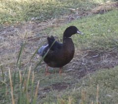 Anas platyrhynchos × Cairina moschata