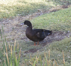 Anas platyrhynchos × Cairina moschata