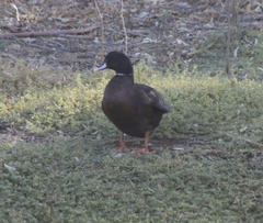 Anas platyrhynchos × Cairina moschata