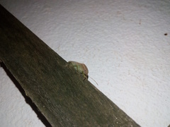 Acrosternum millierei