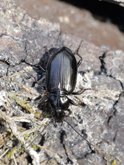 Agonum versutum