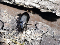 Agonum versutum