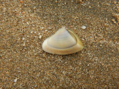 Donacidae