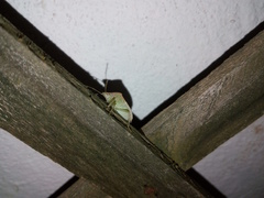 Acrosternum millierei