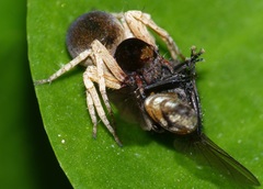 Oxyopes flavipalpis