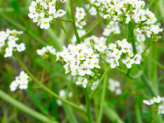 Crambe tataria