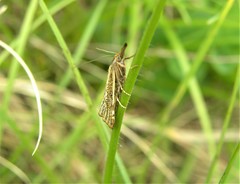 Thisanotia chrysonuchella