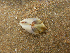 Donacidae