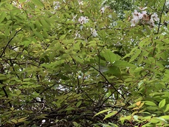 Rosa sericea morrisonensis