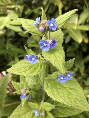Pentaglottis sempervirens