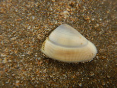 Donacidae