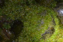 Ulva californica