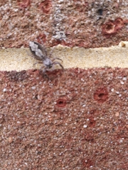 Platycryptus undatus