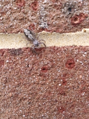 Platycryptus undatus