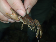 Cambarus striatus