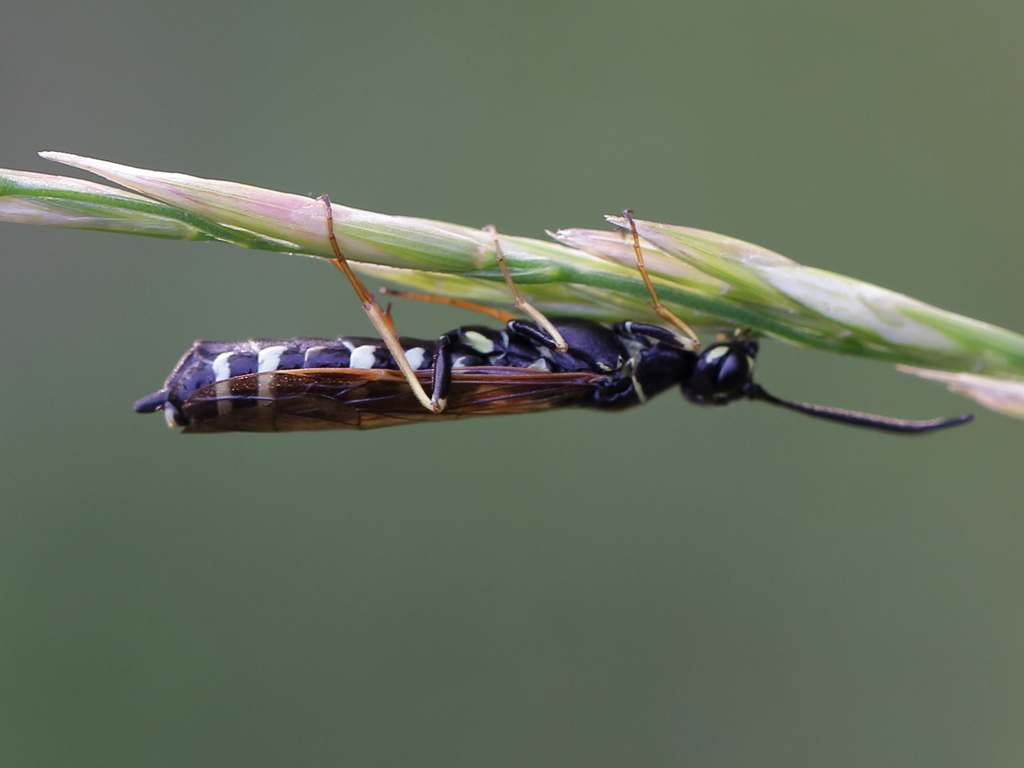 Hartigia linearis