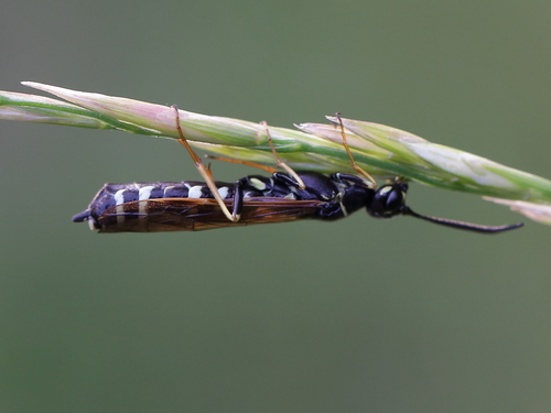 Phylloecus linearis