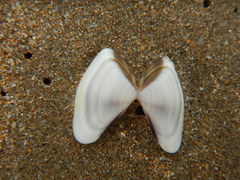 Donacidae
