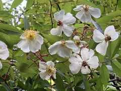 Rosa sericea morrisonensis