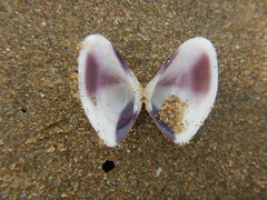 Donacidae