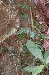 Arthropteris palisotii