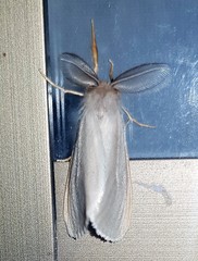 Laelia obsoleta