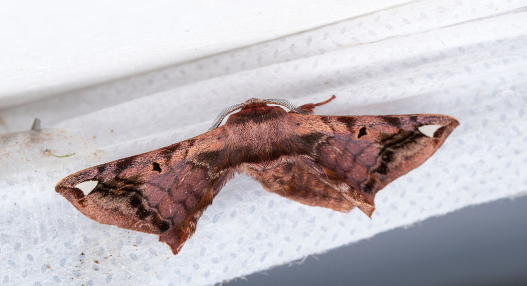 Prismosticta regalis