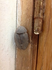Homoeogamia mexicana
