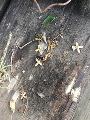 Pseudomops septentrionalis