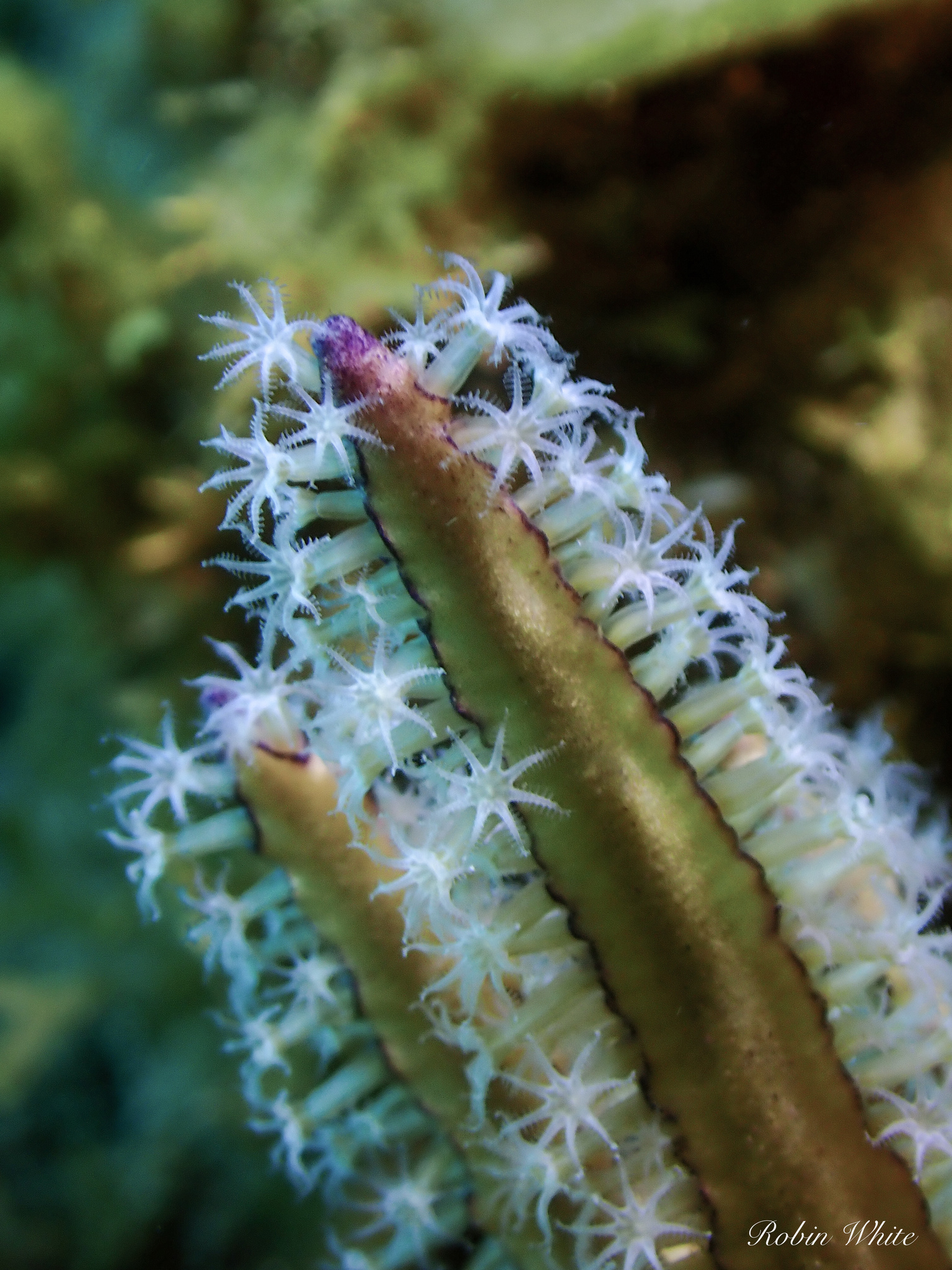 Pterogorgia anceps (Pallas, 1766)