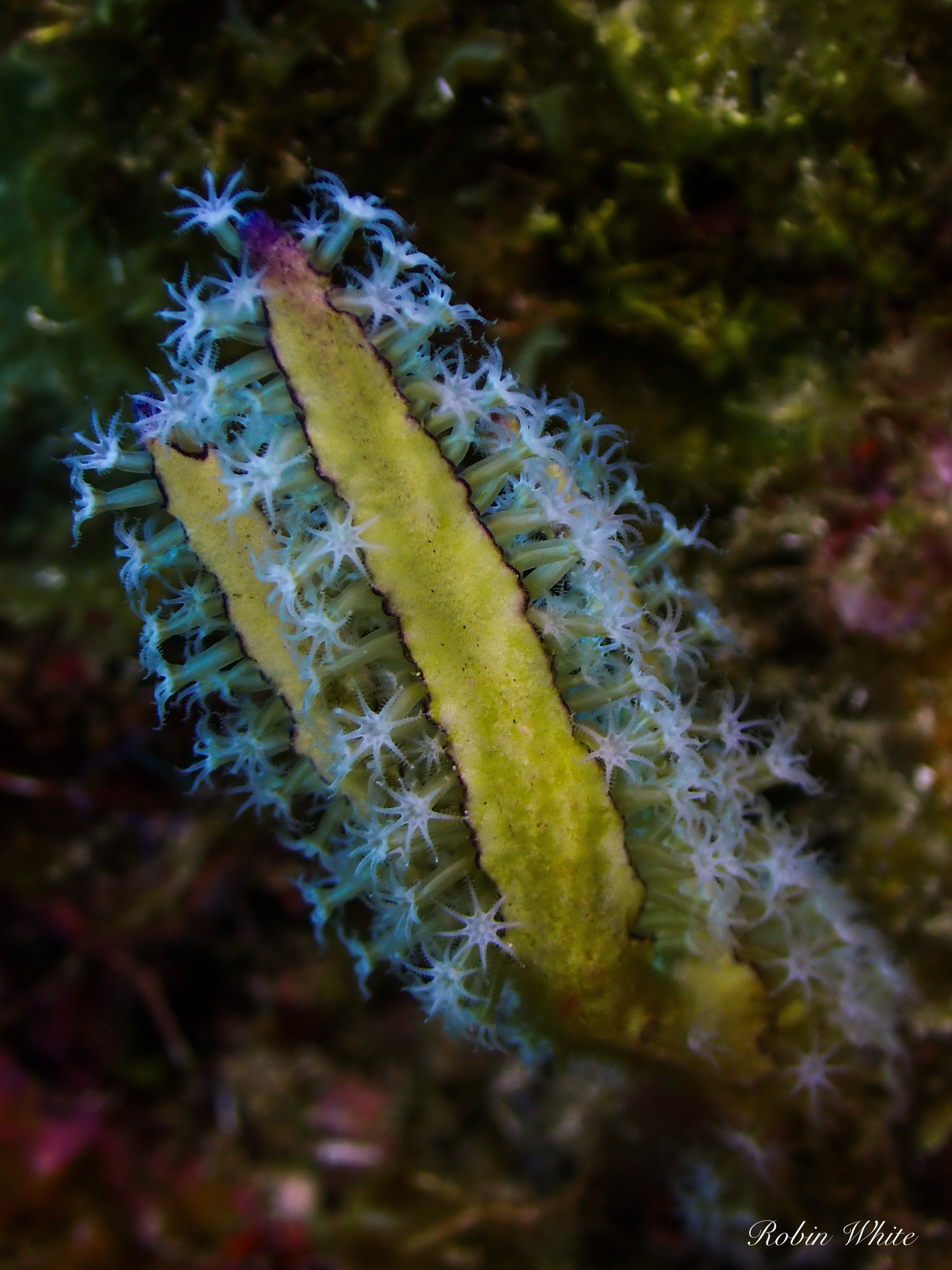Pterogorgia anceps (Pallas, 1766)