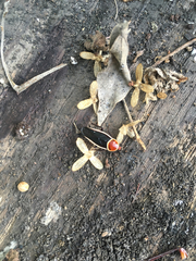 Pseudomops septentrionalis