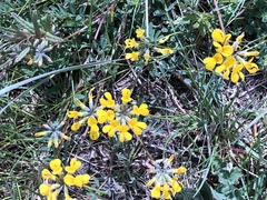 Hippocrepis comosa